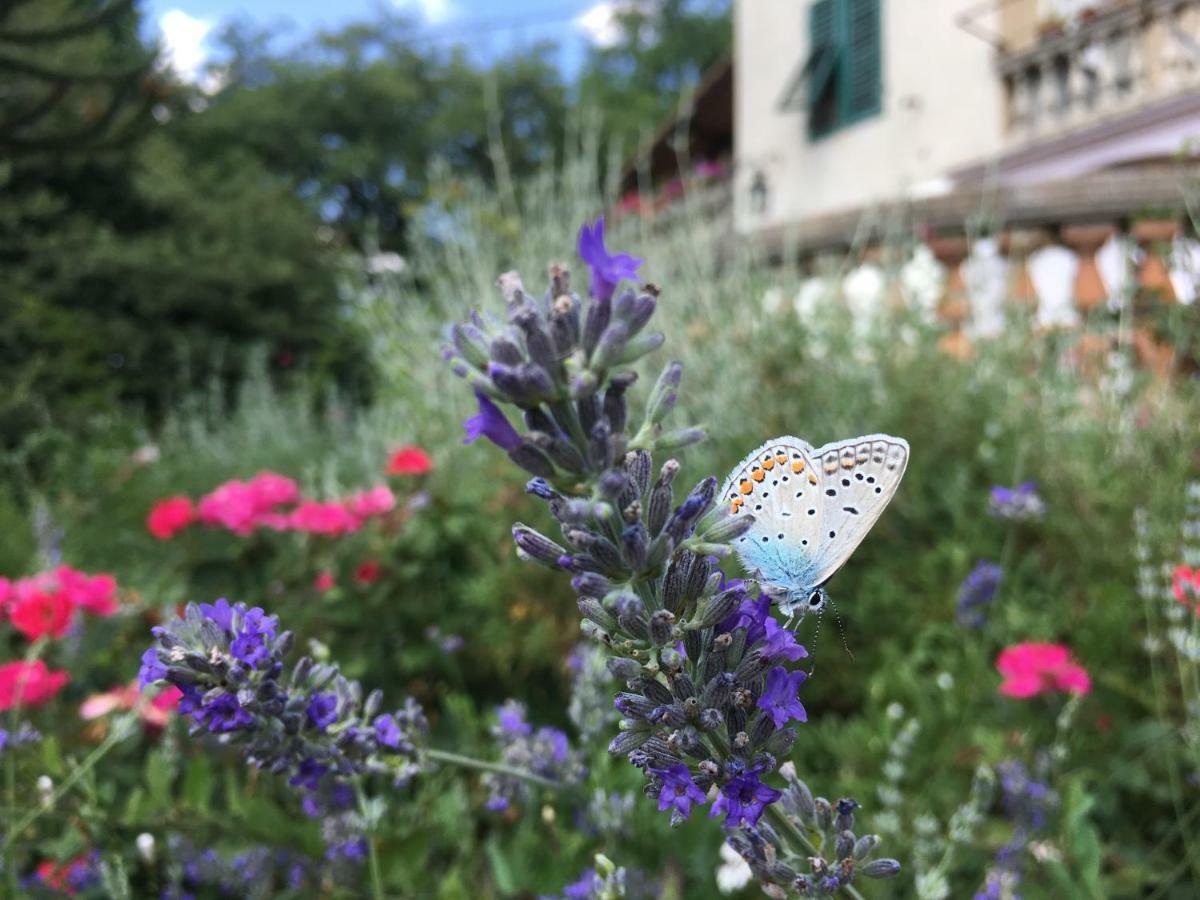 Villa Baronzola Montevarchi Esterno foto