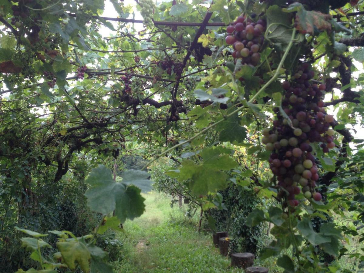 Villa Baronzola Montevarchi Esterno foto